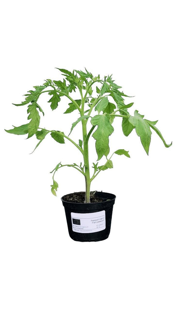 Tomatensetzlinge - Kirschtomaten - Rote Cocktail Tomate - SetzlingeOnline
