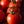 Laden Sie das Bild in den Galerie-Viewer, Tomatensetzlinge - rote Tomaten - Krakus - SetzlingeOnline
