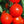 Laden Sie das Bild in den Galerie-Viewer, Tomatensetzlinge - rote Tomaten - Krakus - SetzlingeOnline