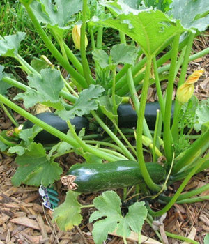 Zucchini "Astra" - Setzling - SetzlingeOnline