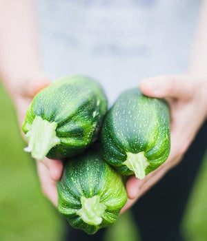 Zucchini "Astra" - Setzling - SetzlingeOnline