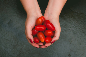 Tomaten-Jungpflanzen – wie beginnen und worauf achten, um eine reiche Ernte zu erzielen?