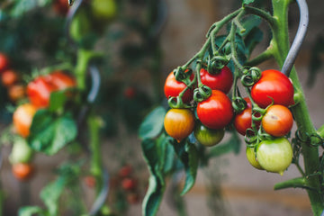 Gewächshaus-Tomatenpflanzen - Neue Trends in der Tomatensetzlingsproduktion