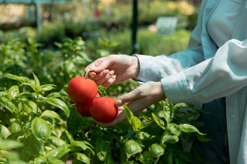 Tomaten-Setzlinge – Häufige Fehler und wie du sie vermeiden kannst