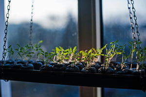 Die häufigsten Fehler beim Pflanzenanbau auf der Terrasse – Wie vermeidet man Probleme?