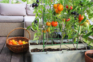 Wie man Tomatenpflanzen auf dem Balkon anbaut
