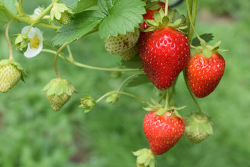 Anbau von Erdbeeren - wie man Erdbeeren im Garten anbaut - SetzlingeOnline