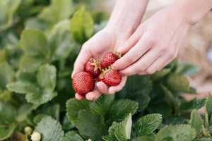 Erdbeeranbau - Wie man Erdbeeren pflanzt und pflegt - SetzlingeOnline