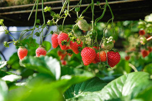 Erdbeeren - Alles, was Sie über Anbau und Schädlingsbekämpfung wissen müssen - SetzlingeOnline