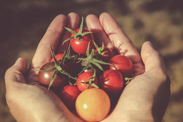 Leitfaden zu Gemüsesetzlingen: Welche Gemüse sollte man im Frühjahr pflanzen?