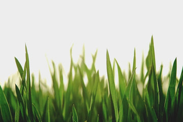 Grassamen: Wie düngt und pflegt man einen neu eingesäten Rasen?