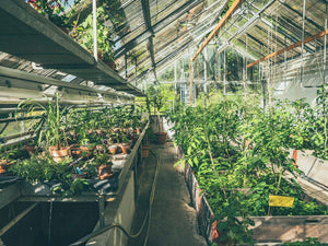 Wie baut man Tomaten im Gewächshaus an? Die wichtigsten Dinge, die du über den Tomatenanbau unter Glas wissen solltest