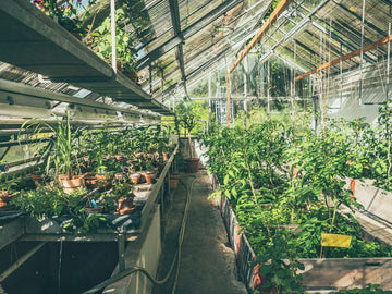Wie baut man Tomaten im Gewächshaus an? Die wichtigsten Dinge, die du über den Tomatenanbau unter Glas wissen solltest