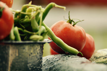 Tomatensetzlinge unter Schutz – Ein Praktischer Leitfaden