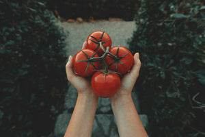 Tomatenanzucht zu Hause: Wie man sie Schritt für Schritt vorbereitet