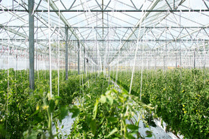 Tomatenpflanzen: Wie man sie vor Schädlingen schützt - Ratgeber