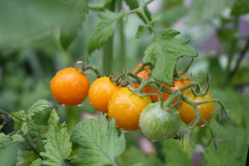 Blätter von Tomatenpflanzen entfernen - ein praktischer Leitfaden