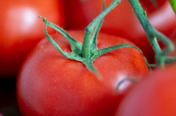 Himbeertomaten Setzlinge für Töpfe - Tomatenanbau