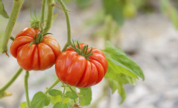 Die Tomatensetzlinge von Setzlingeonline – Wie man gesunde und leckere Tomaten anbaut