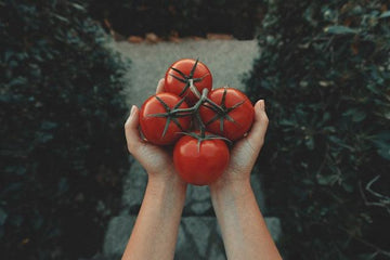 Wie man gesunde Tomatenpflanzen hat