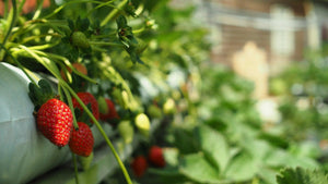 Anbau von hängenden Erdbeeren auf dem Balkon