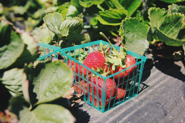 Die besten Töpfe für den Anbau von hängenden Erdbeeren - Ratschläge und Meinungen