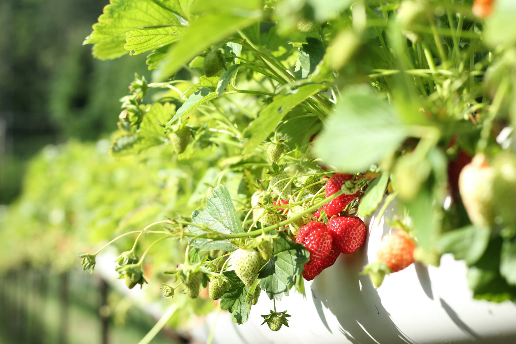 Wie Und Wann Setzt Man Erdbeerpflanzen Düngung von Erdbeerpflanzen - Wie, wann und womit man Erdbeeren düngt