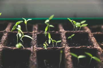Was tun, wenn Gemüsesetzlinge nicht wachsen? - SetzlingeOnline