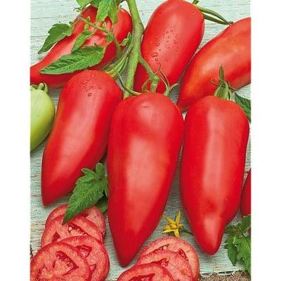 Tomatenpflanzen - Fleischtomate - Cornabel F1