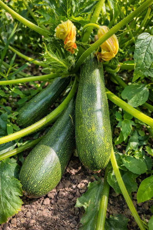 Zucchini "Astra Polka" - Setzling