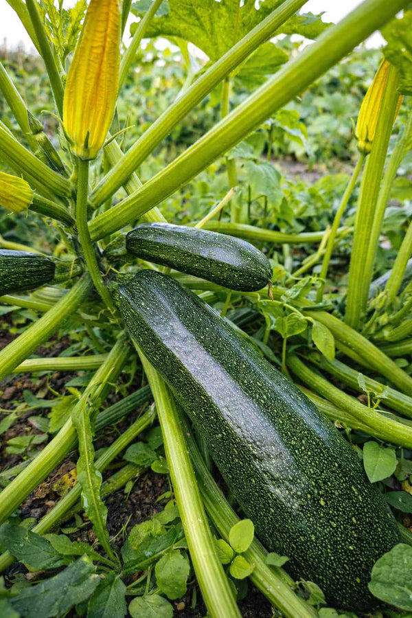 Zucchini "Astra Polka" - Setzling