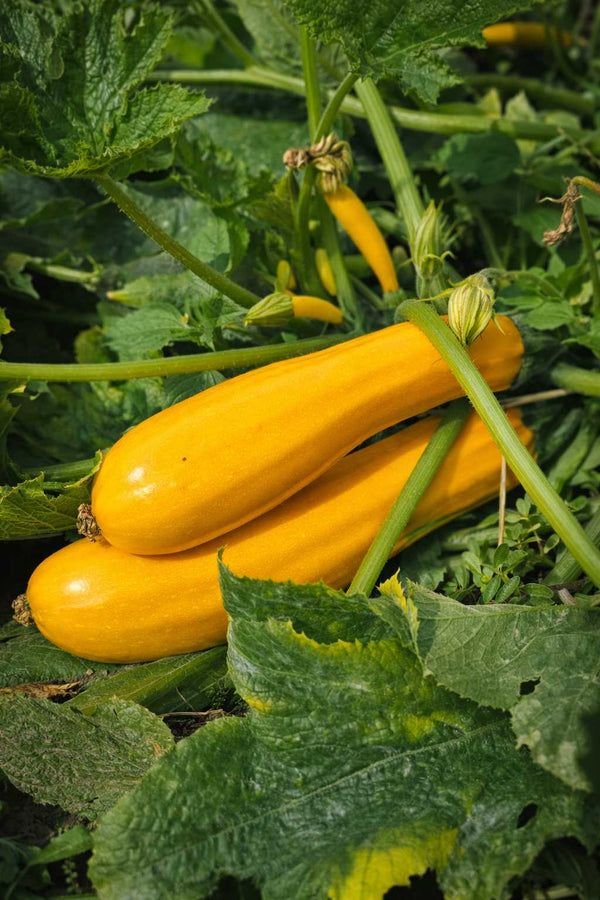 Zucchinipflanze - Gelbe Zucchini 'Goldena'