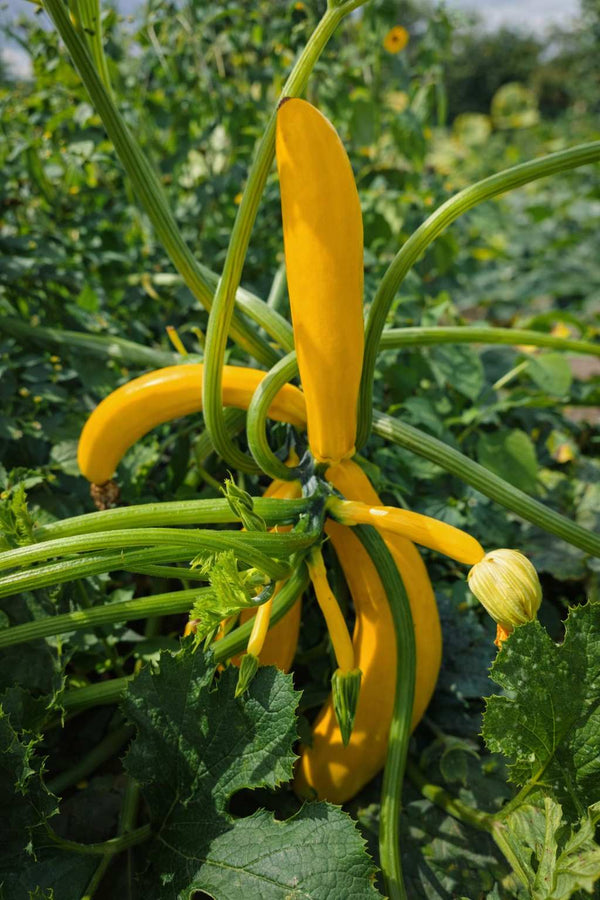 Zucchinipflanze - Gelbe Zucchini 'Goldena'