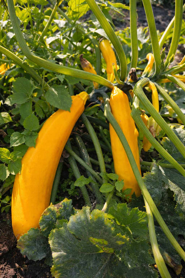 Zucchinipflanze - Gelbe Zucchini 'Goldena'