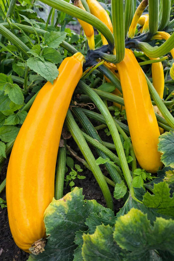 Zucchinipflanze - Gelbe Zucchini 'Goldena'