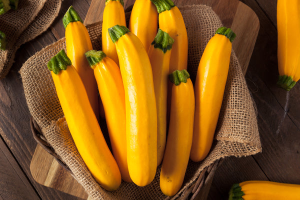 Zucchinipflanze - Gelbe Zucchini 'Goldena'