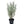 Laden Sie das Bild in den Galerie-Viewer, Italienische Strohblume/ Currykraut - Setzling
