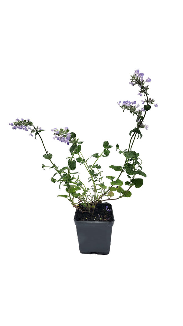 Katzenminze - Setzling