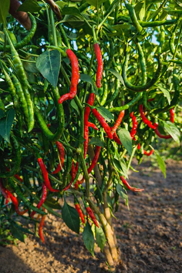 Chilischote - Setzling