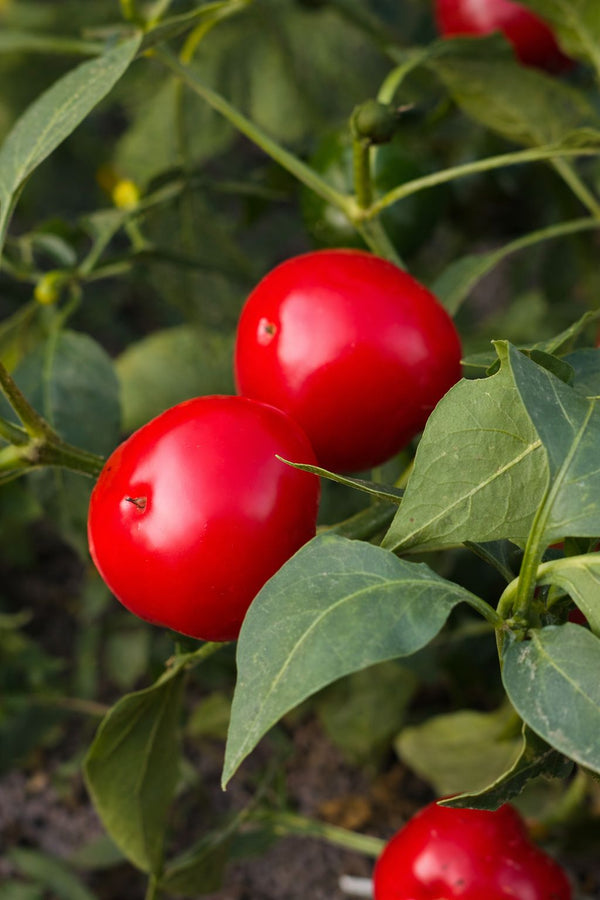 Pfefferpflanze – Scharfer Kirschenpaprika