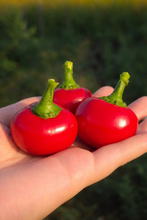 Pfefferpflanze – Scharfer Kirschenpaprika