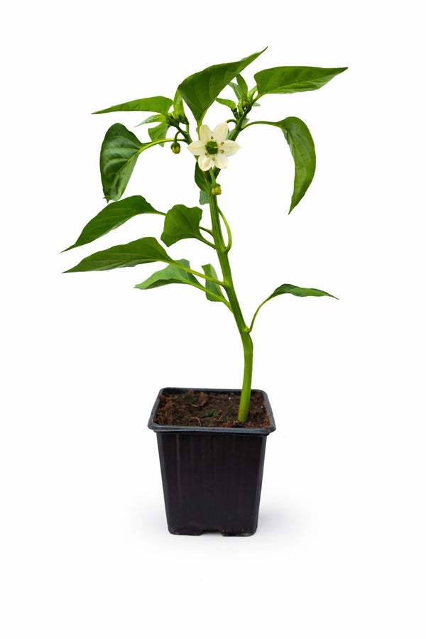 Pfefferpflanze – Scharfer Kirschenpaprika