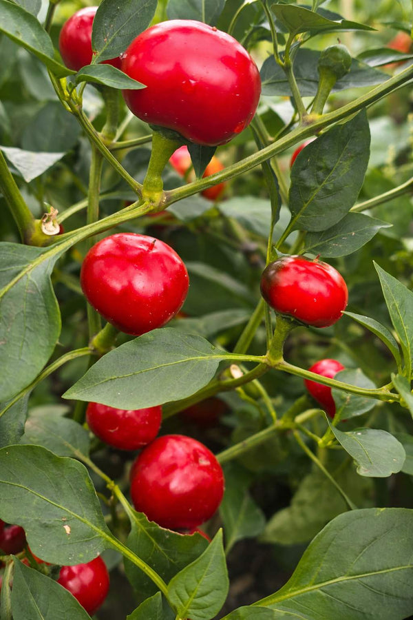 Pfefferpflanze – Scharfer Kirschenpaprika