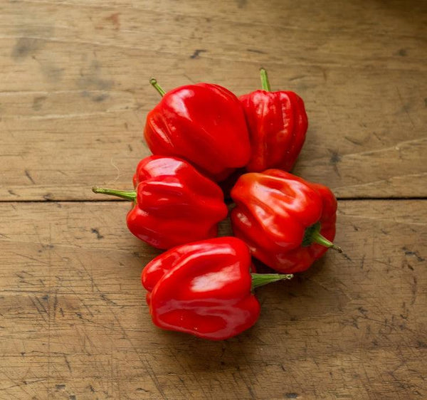 Habanero – Paprikapflanze