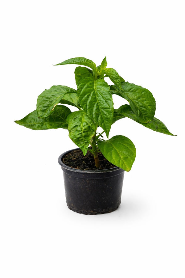 Habanero – Paprikapflanze