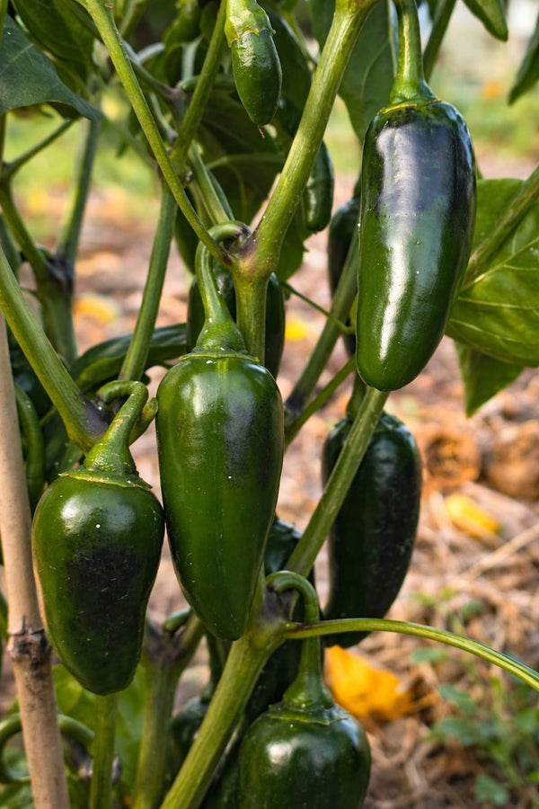 Jalapeño - Pfefferpflanze