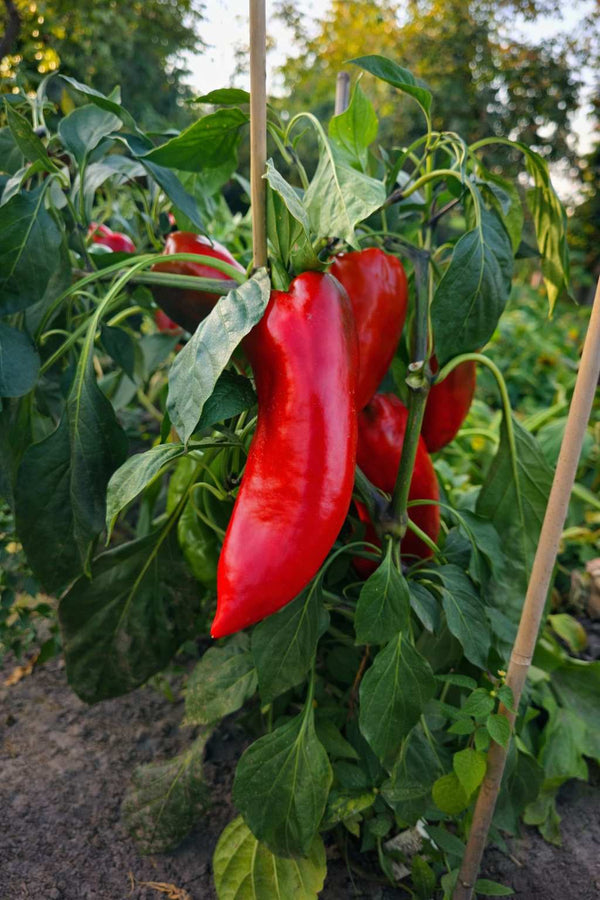 Roter Kegelpfeffer - Setzling