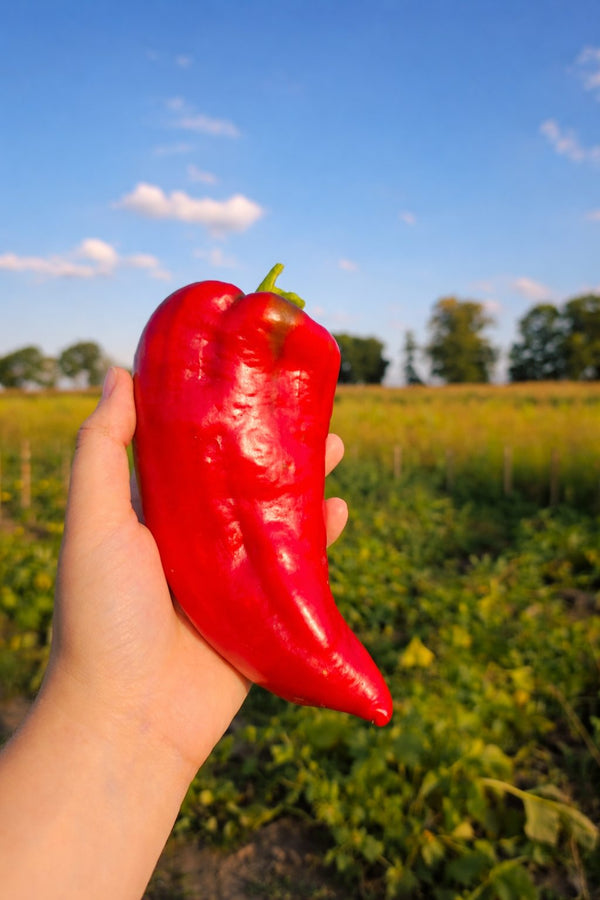 Roter Kegelpfeffer - Setzling