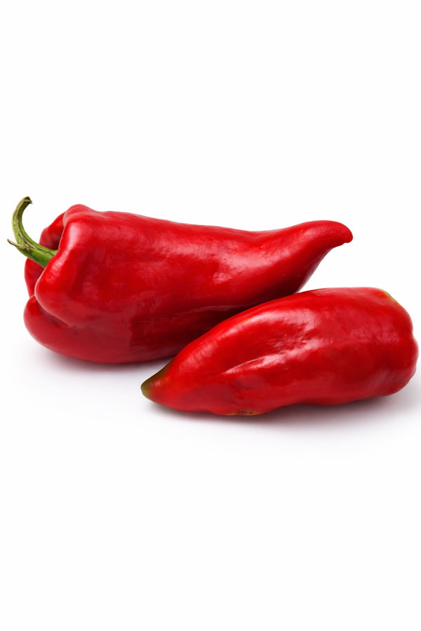 Roter Kegelpfeffer - Setzling