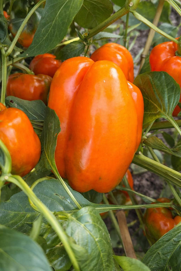 Paprika-Setzling - Oranger Paprika Cubista